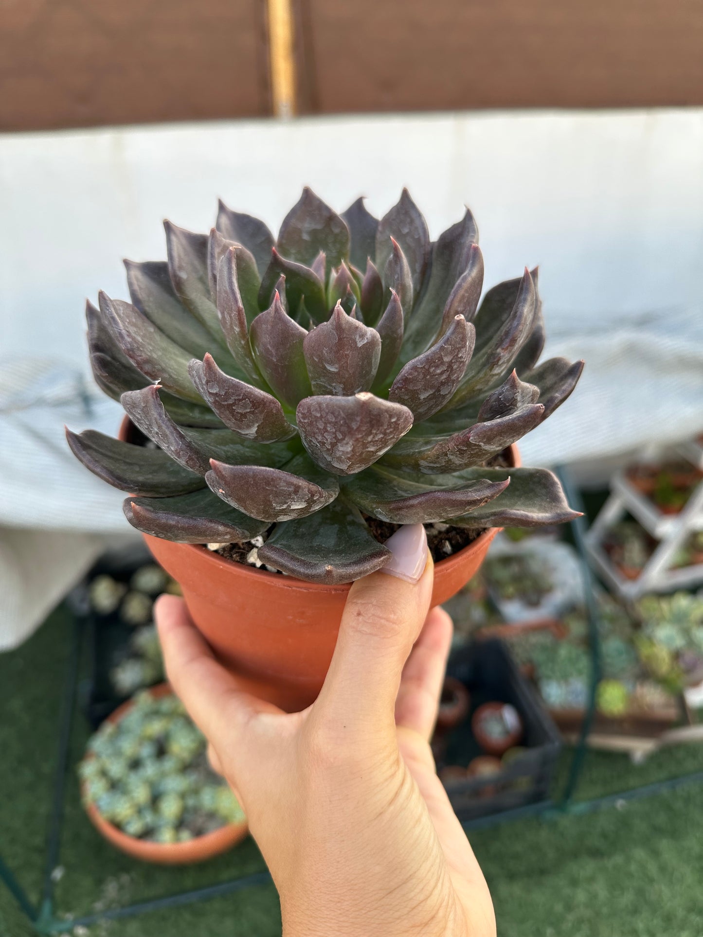 Echeveria E-Choc