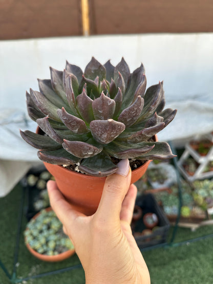 Echeveria E-Choc
