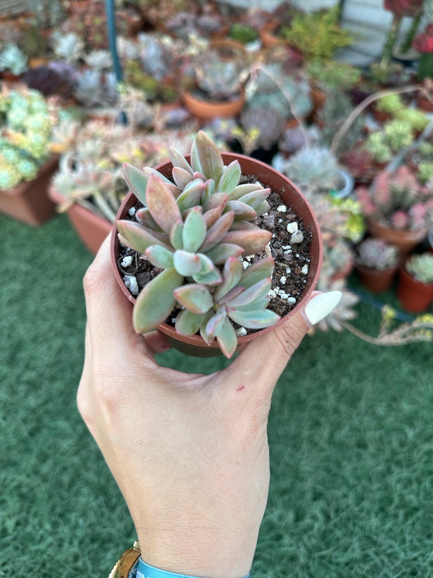 Echeveria Rezy