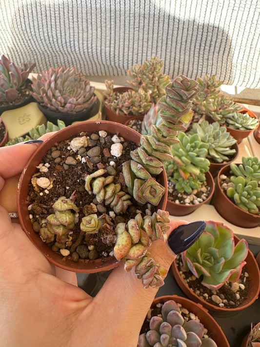 Crassula Marnieriana