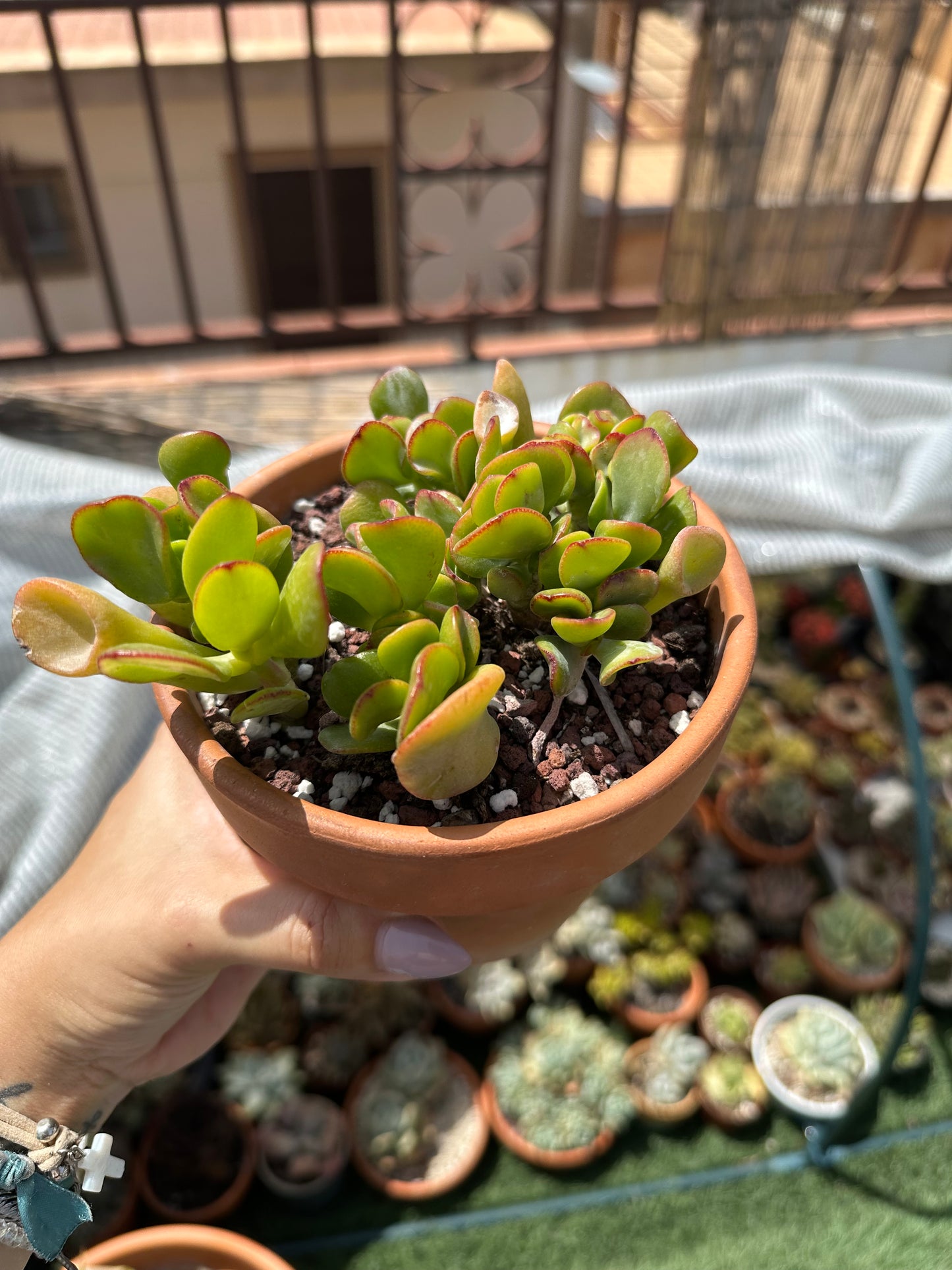 Crassula Ovata Gollum (Oreja de Shrek)