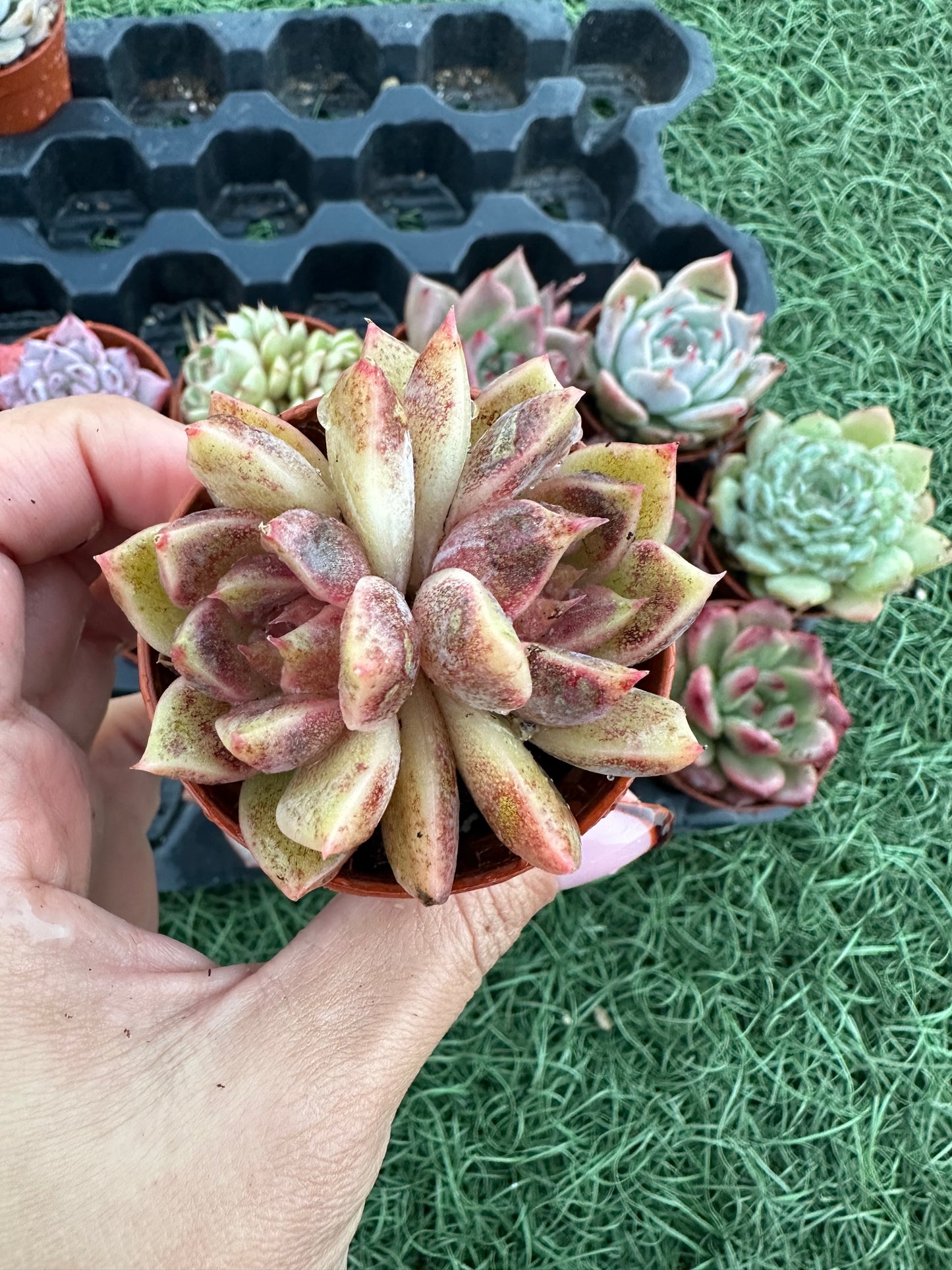 Echeveria Coreana