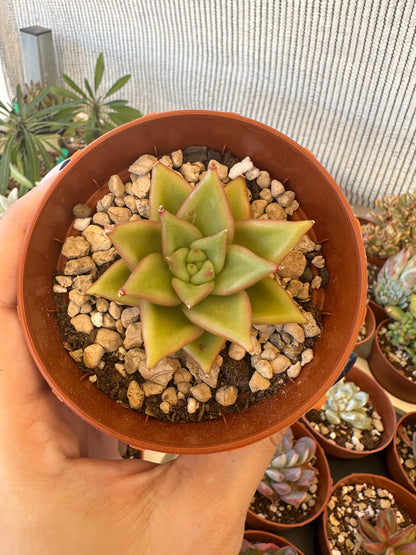 Echeveria Agavoides