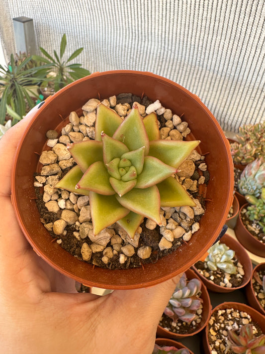 Echeveria Agavoides