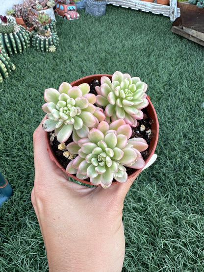 Sedum Joyce Tulloch Variegata