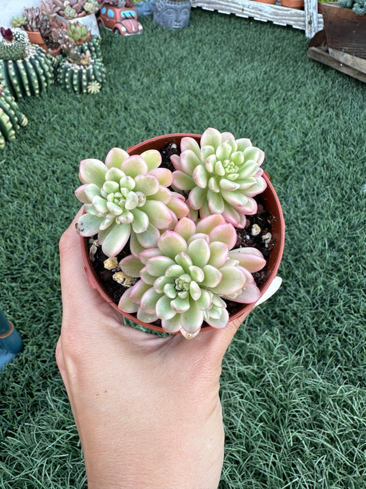 Sedum Joyce Tulloch Variegata