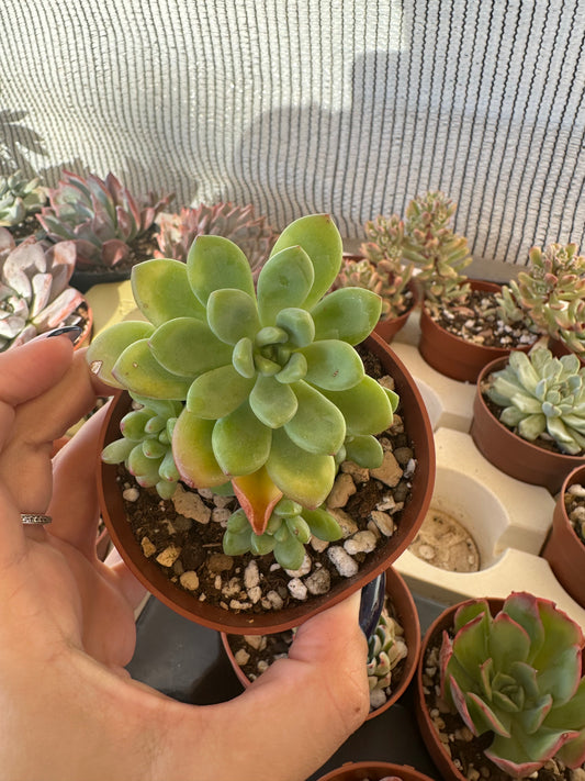 Sedum Alice Evans
