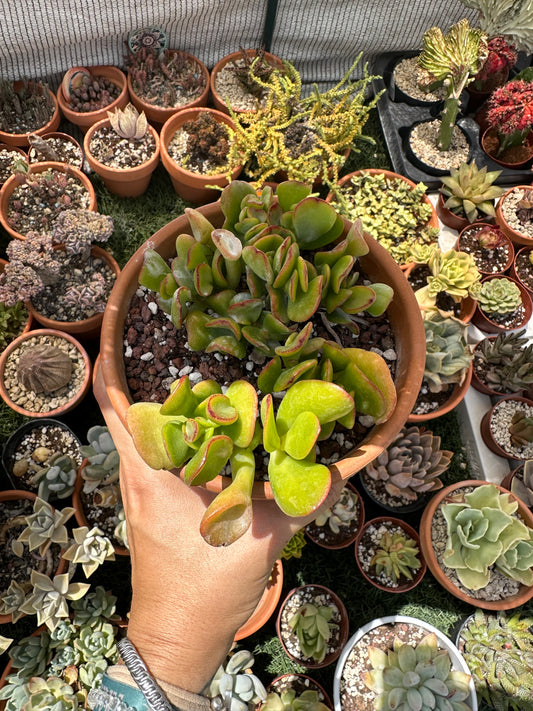 Crassula Ovata Gollum (Oreja de Shrek)