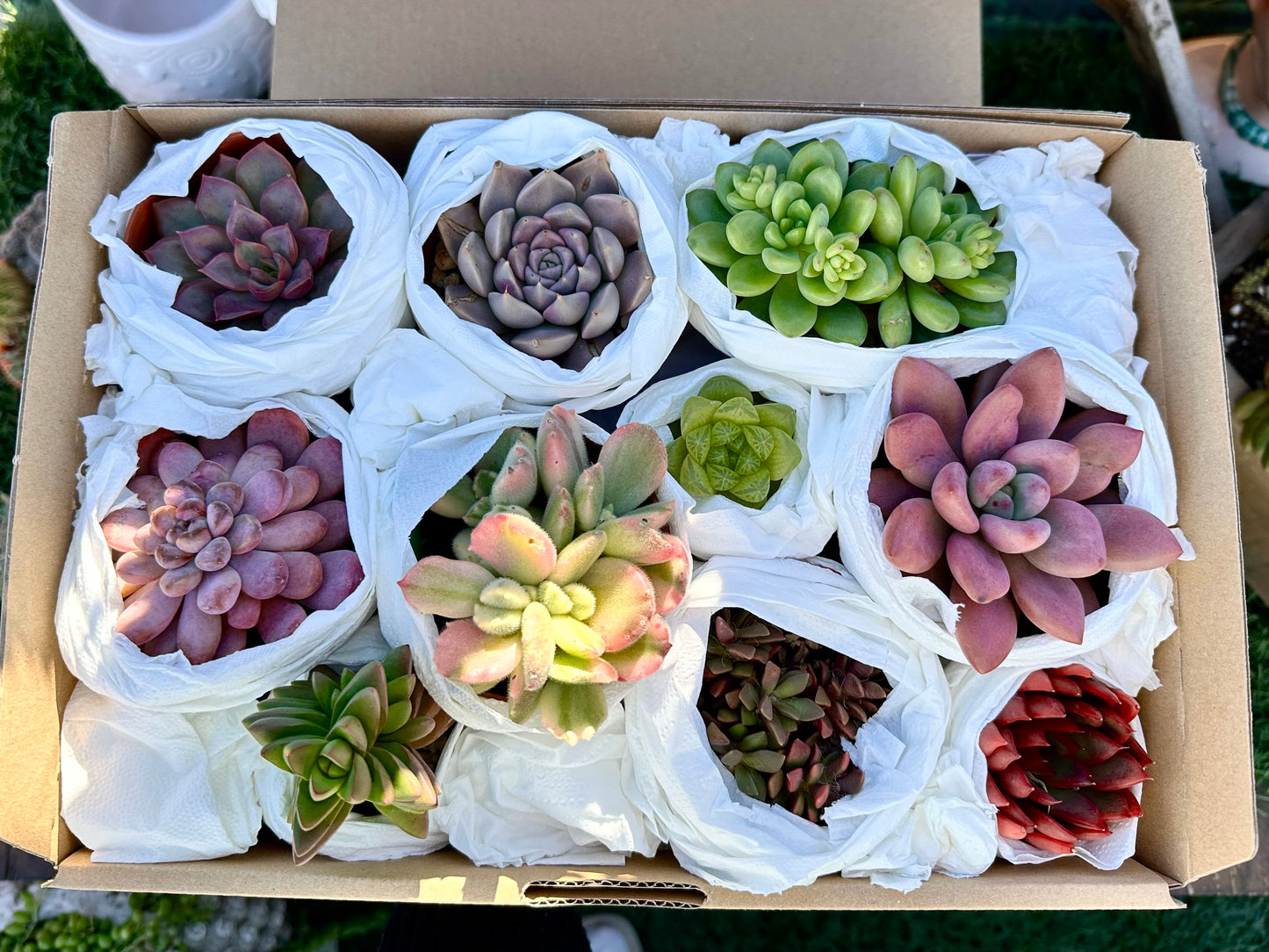 SucuBox - Pack de 10 suculentas