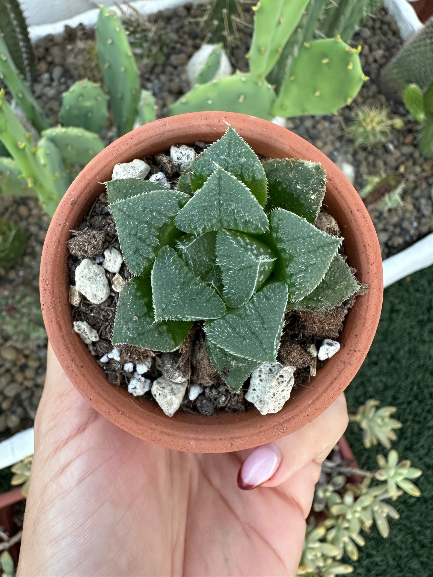 Haworthia