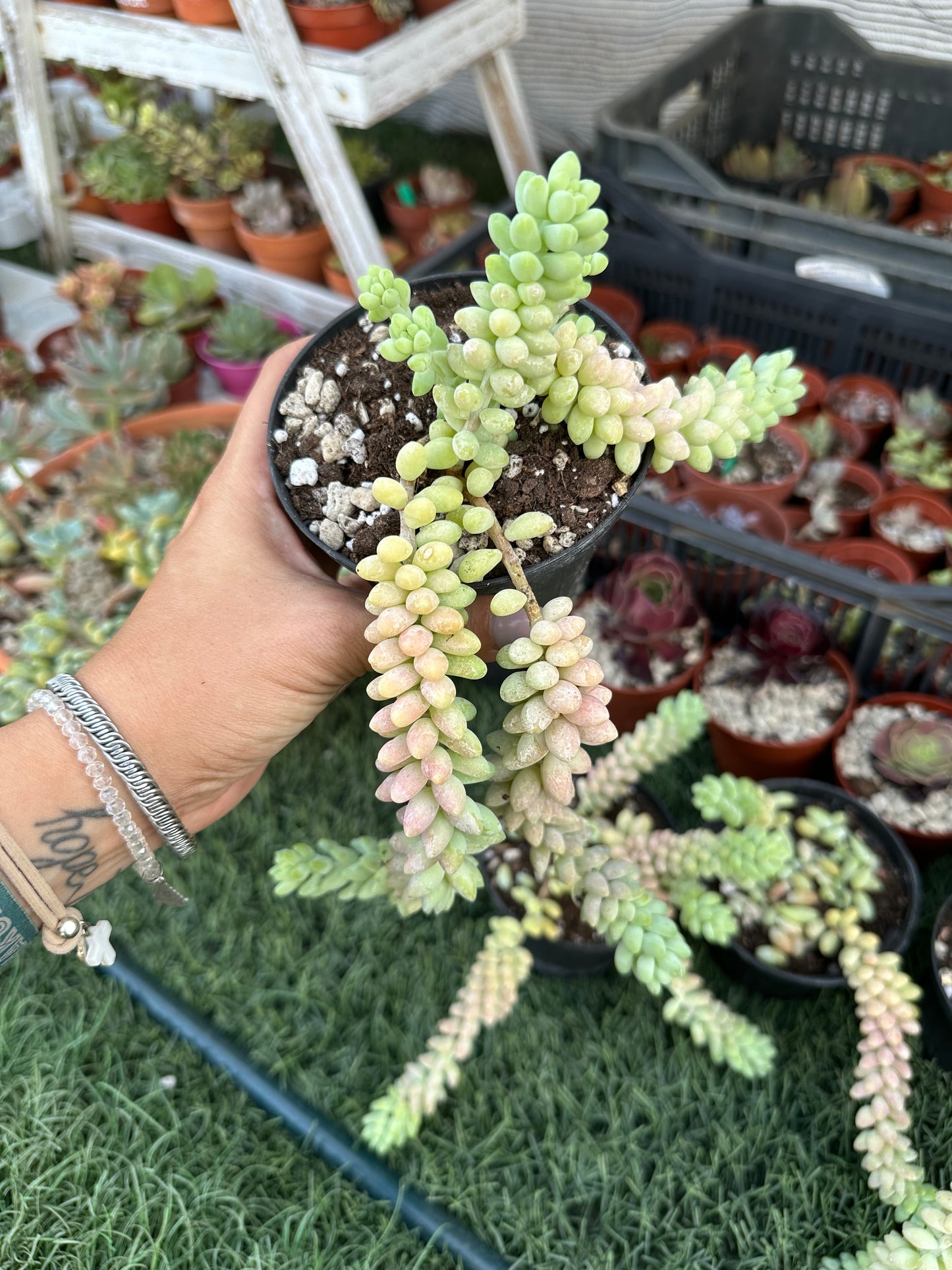 Sedum burrito