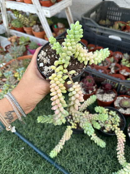 Sedum burrito