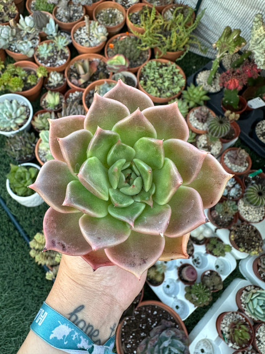 Echeveria Penélope