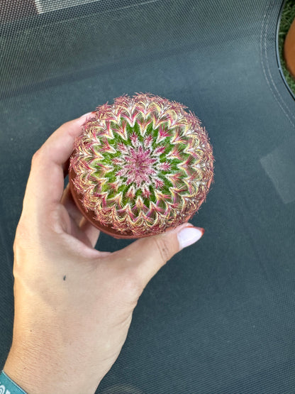 Echinocereus Rigidissimus Rubispinus (Cactus Barbie)