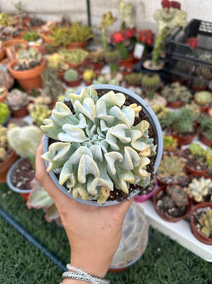 Echeveria Topsy Turvy 13cm