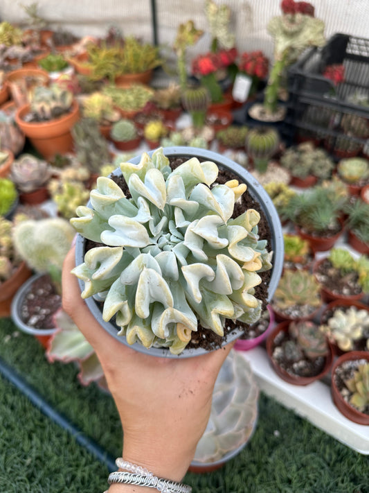 Echeveria Topsy Turvy 13cm