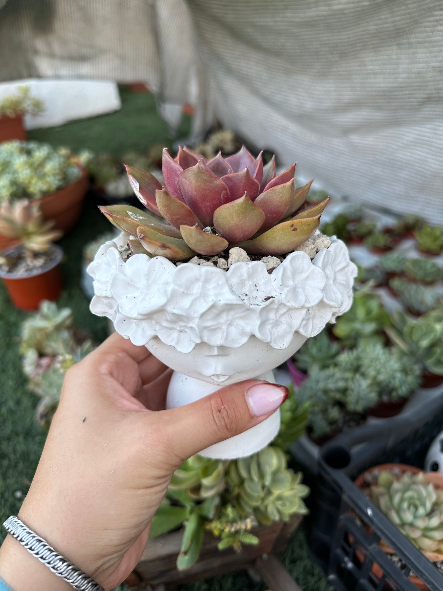 Echeveria Mina