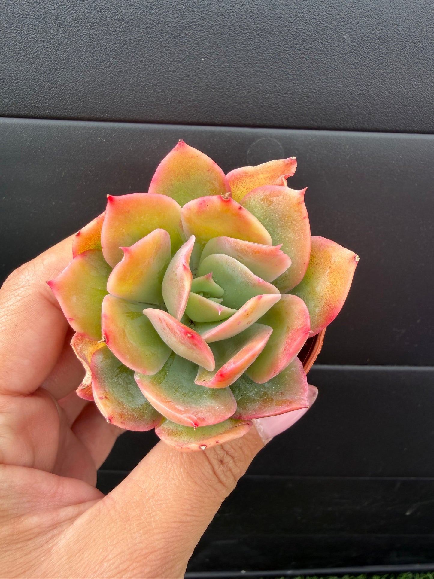 Echeveria Luella