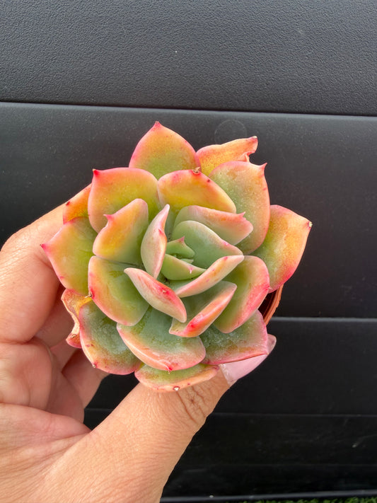 Echeveria Luella