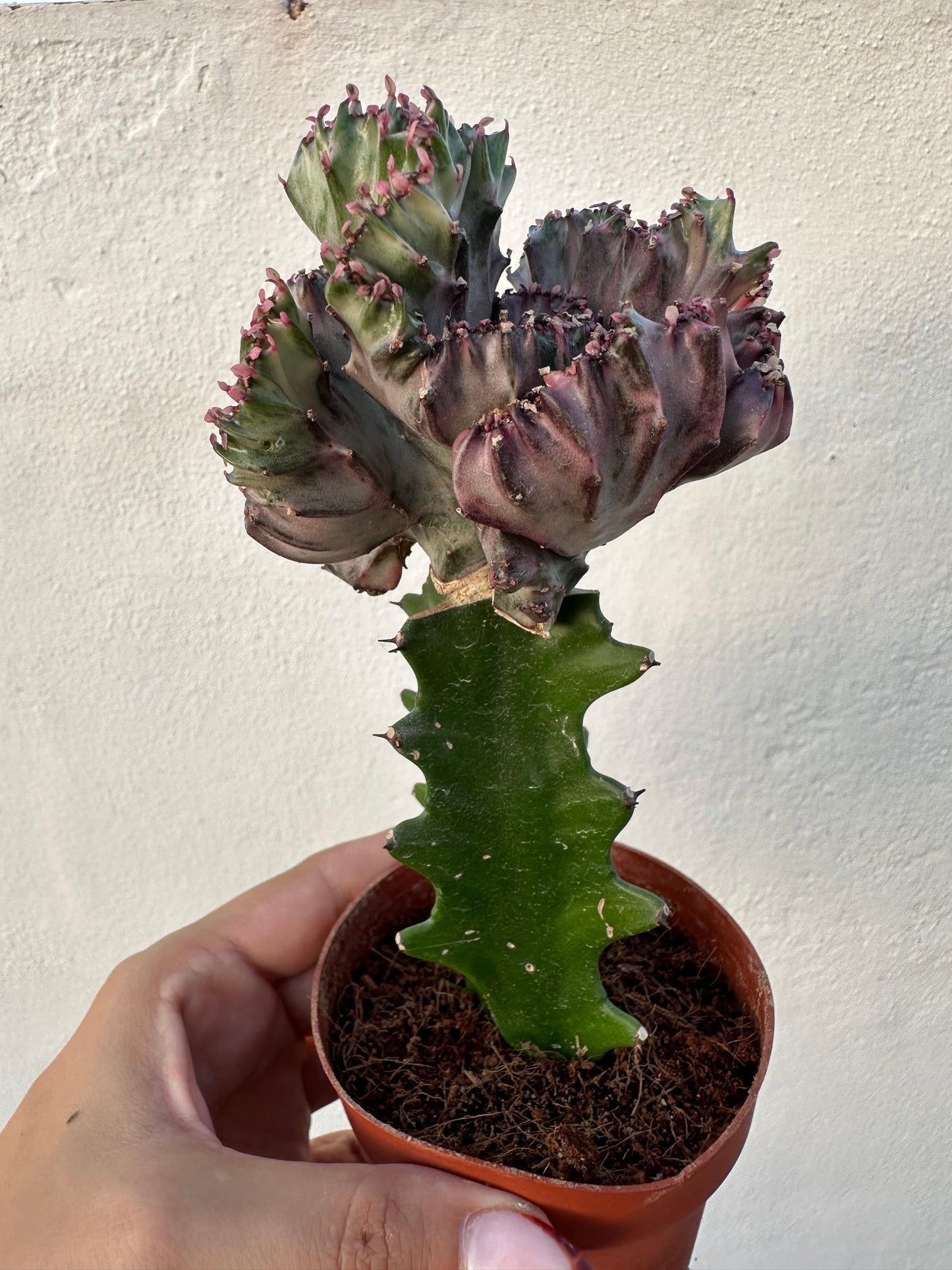Euphorbia Lactea Cristata “Coral”