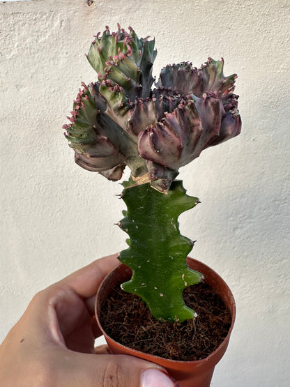 Euphorbia Lactea Cristata “Coral”