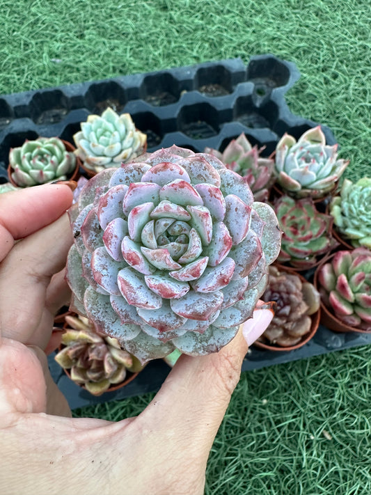 Echeveria Coreana
