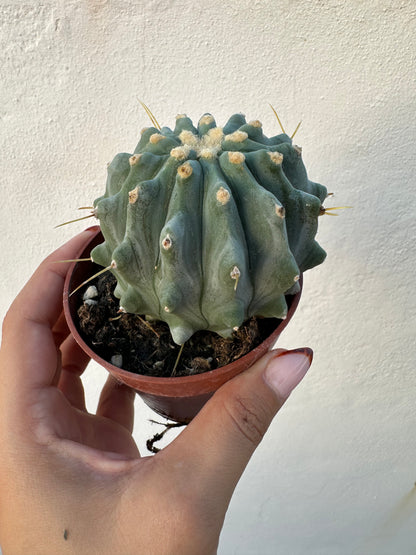 Ferocactus Glaucescens Inermis