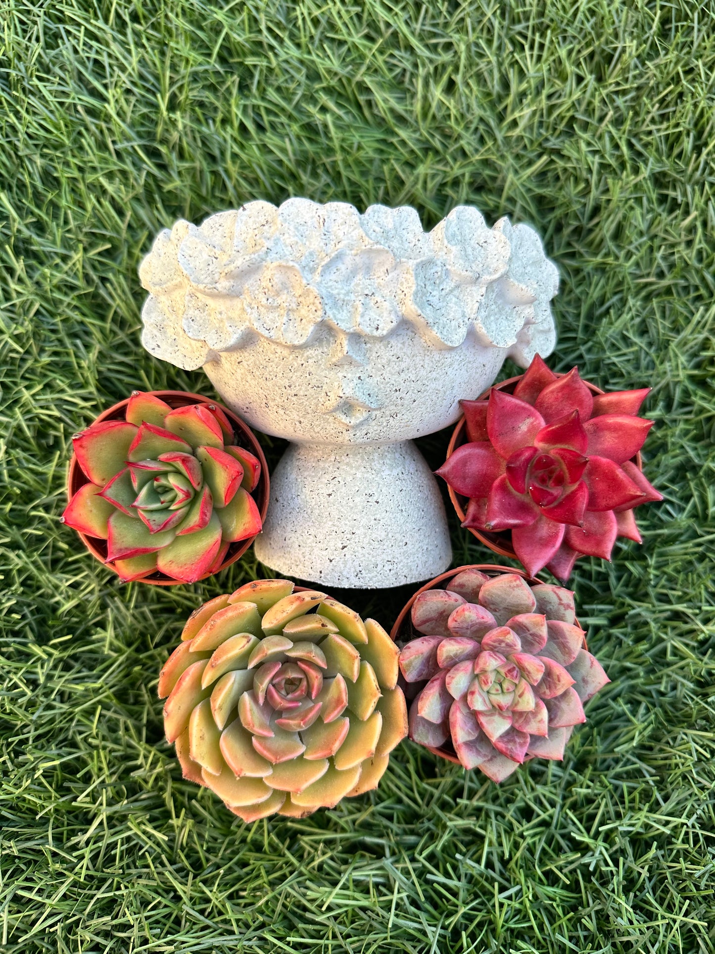 Kit Maceta + 4 suculentas