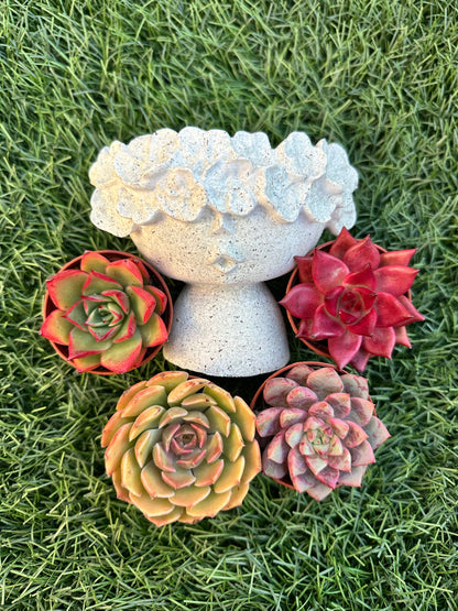 Kit Maceta + 4 suculentas