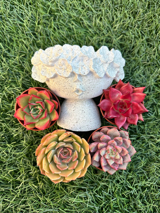 Kit Maceta + 4 suculentas