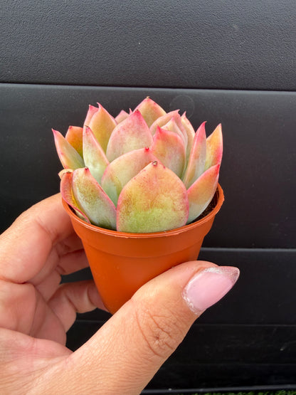 Echeveria Luella