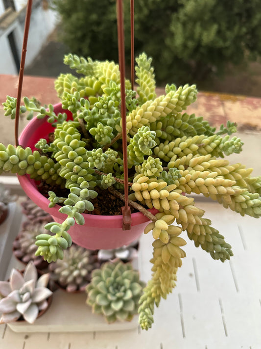 Sedum burrito