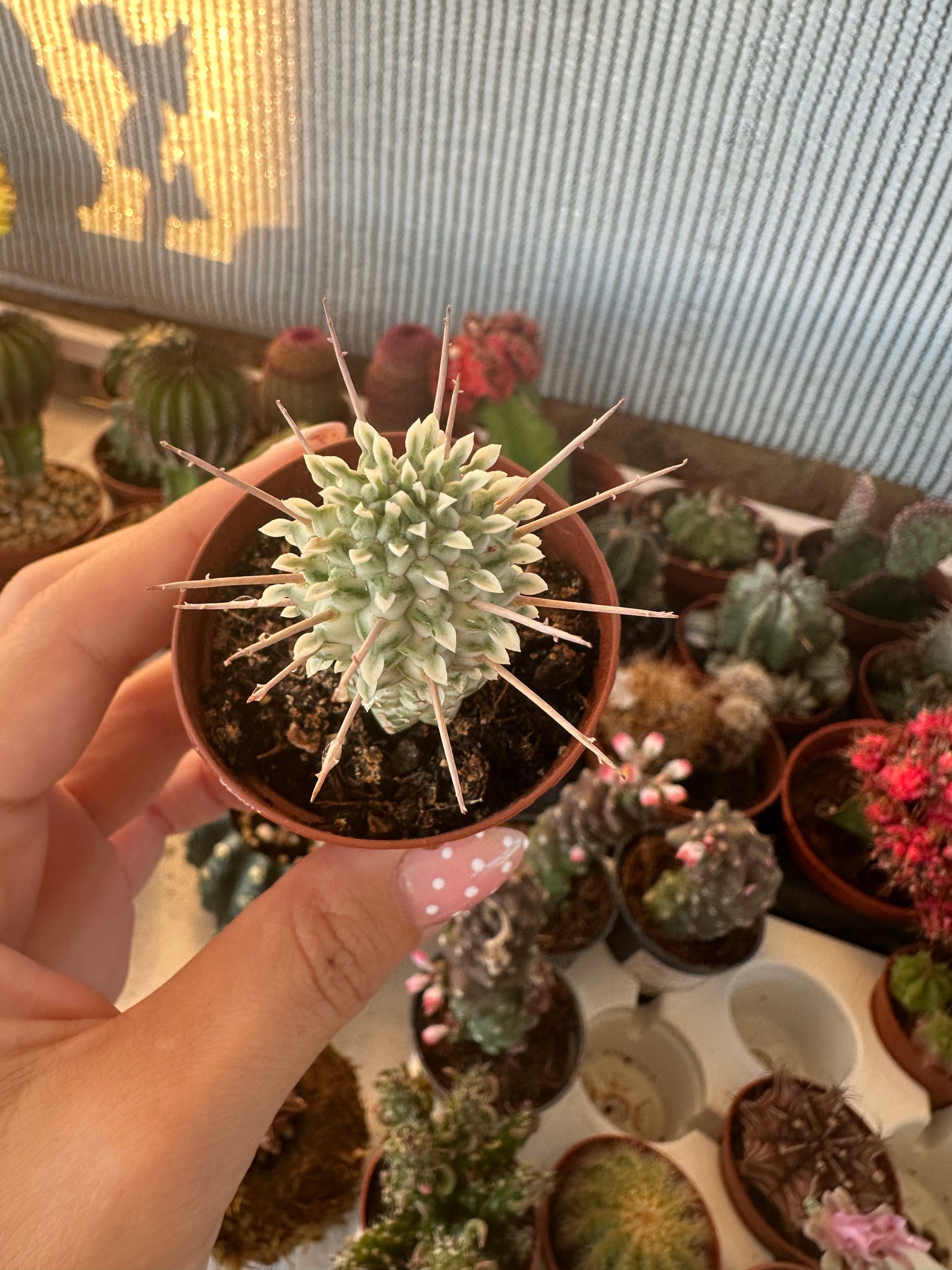 Euphorbia mammillaris variegata