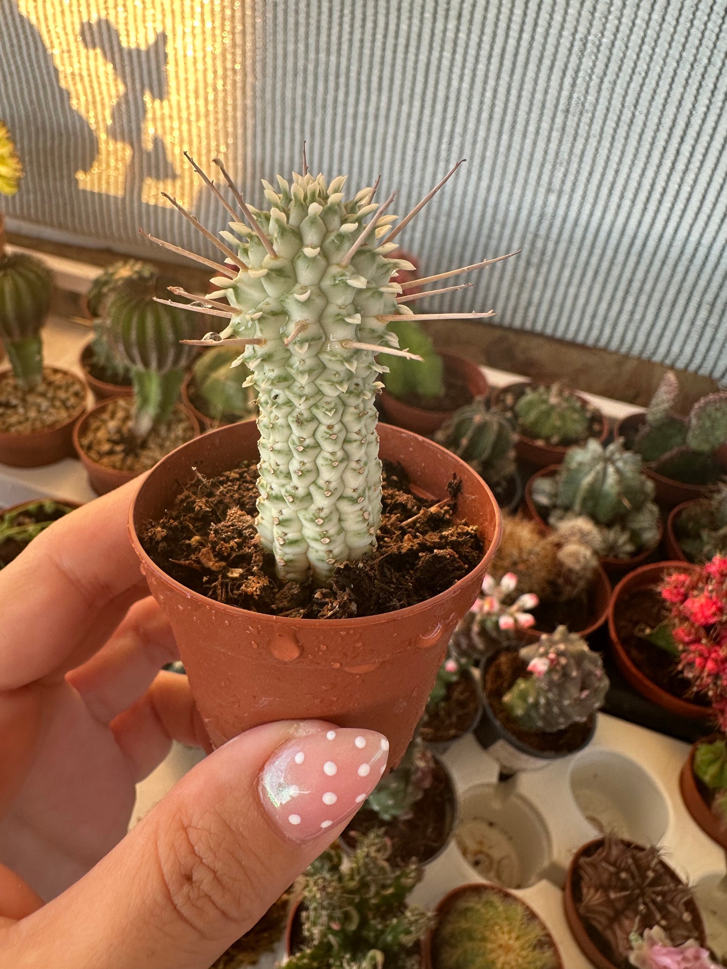 Euphorbia mammillaris variegata