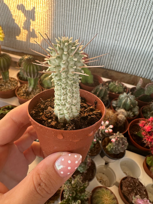 Euphorbia mammillaris variegata
