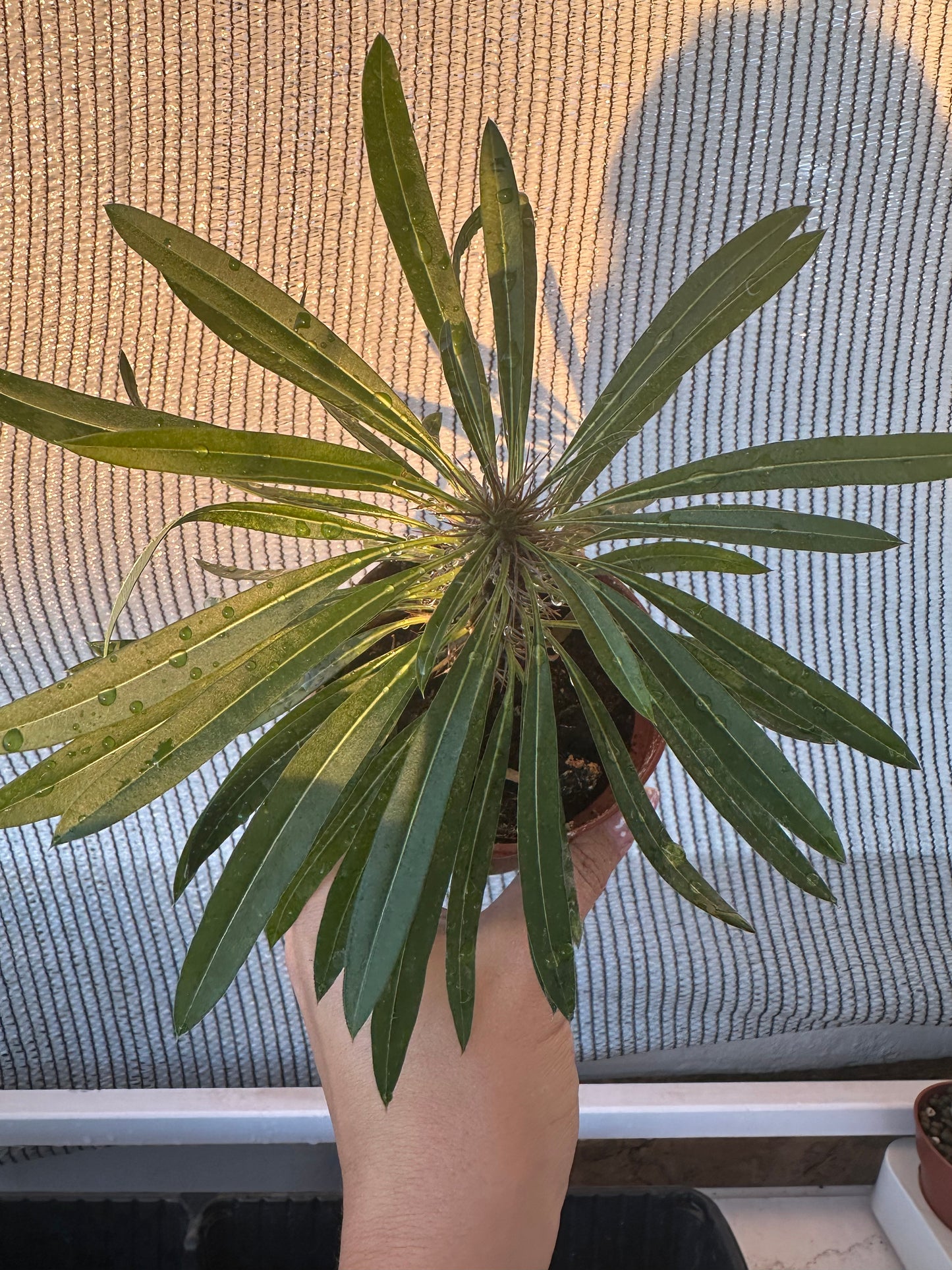 Pachypodium Lamerei