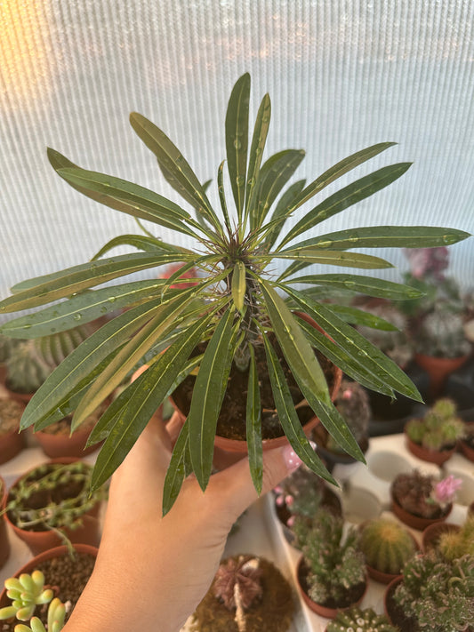 Pachypodium Lamerei