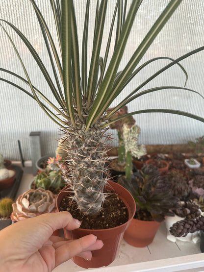 Pachypodium Geayi