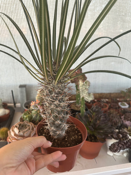 Pachypodium Geayi