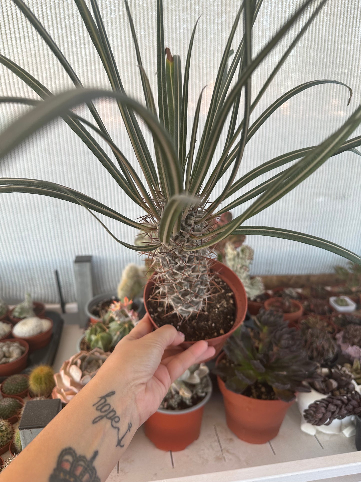 Pachypodium Geayi