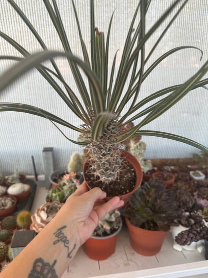 Pachypodium Geayi