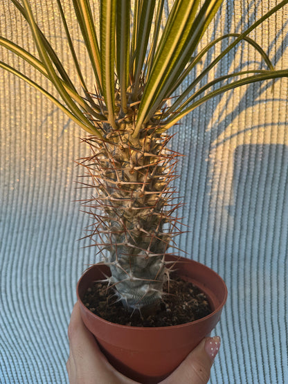 Pachypodium Geayi