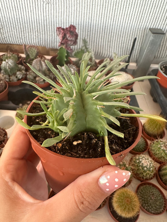 Euphorbia pulvinata