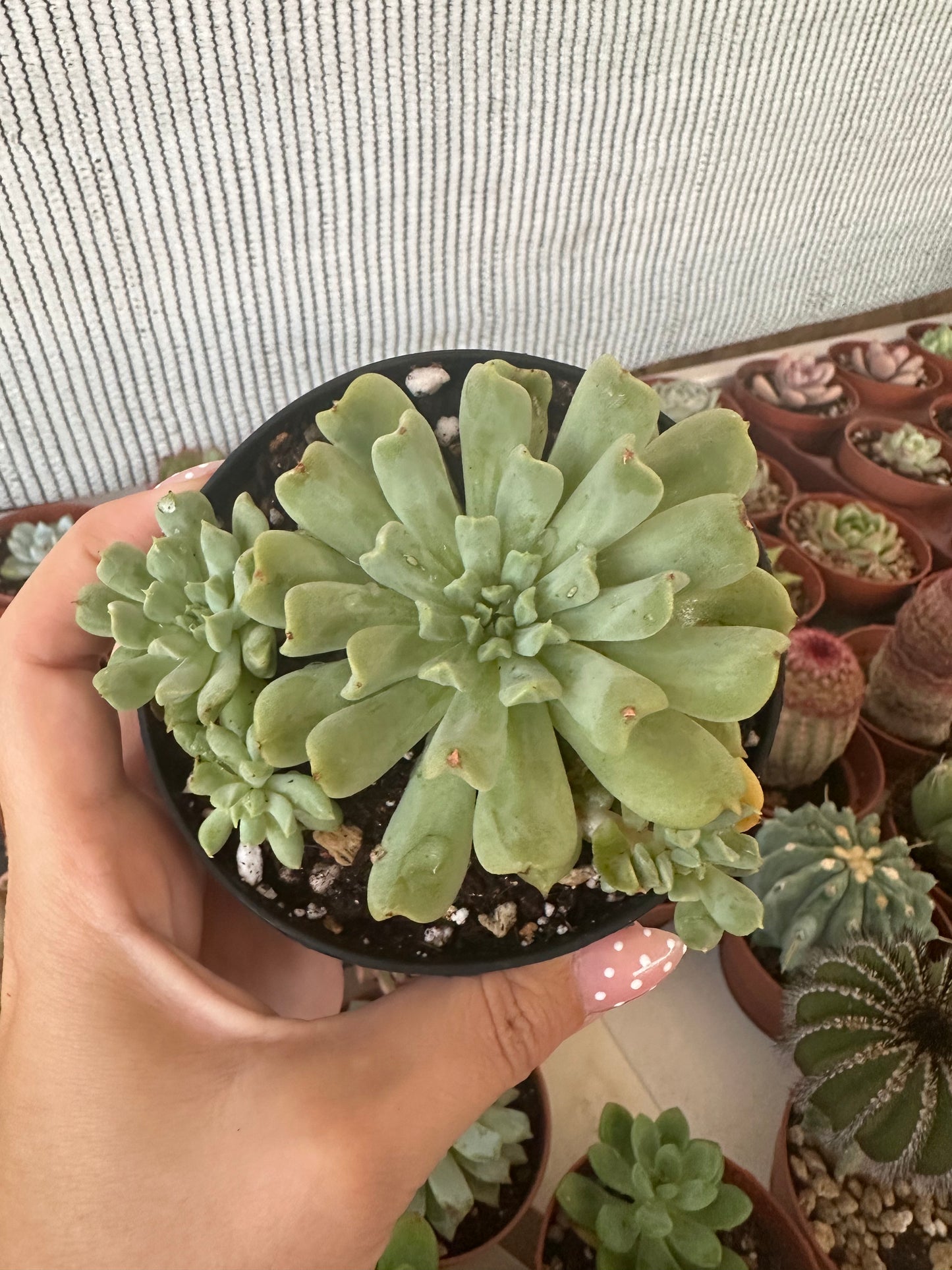 Echeveria Iris Mint