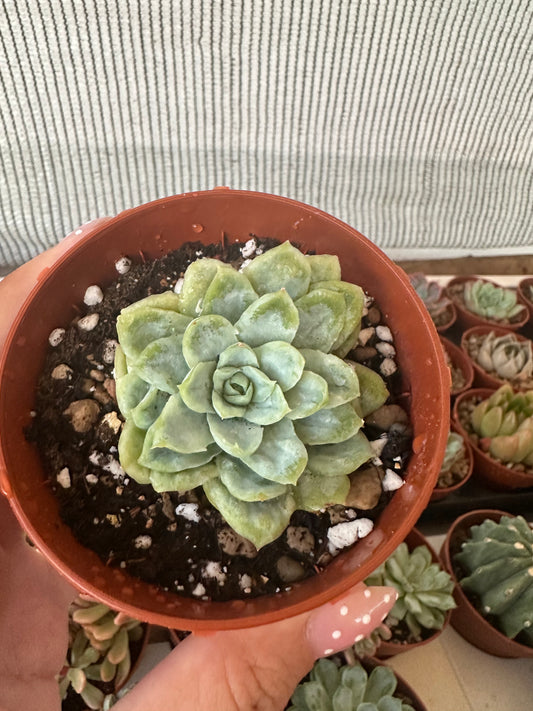 Echeveria Elegans Monstruosa
