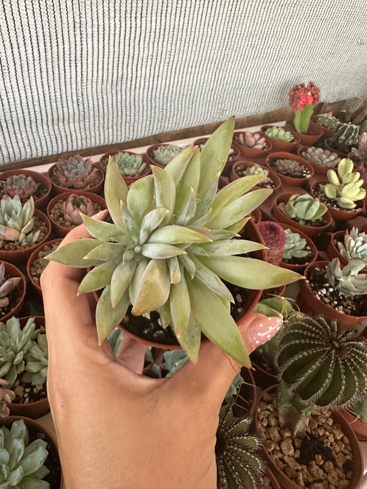 Pachyveria Glacier
