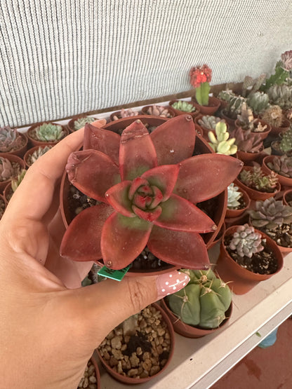 Echeveria Agavoides Mars