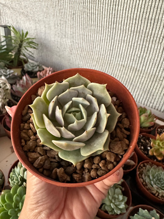 Echeveria Lola