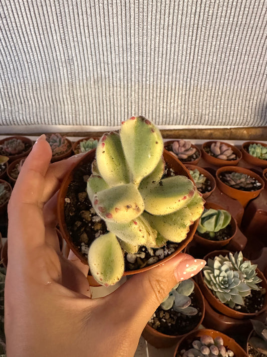 Cotyledon Tomentosa Variegata
