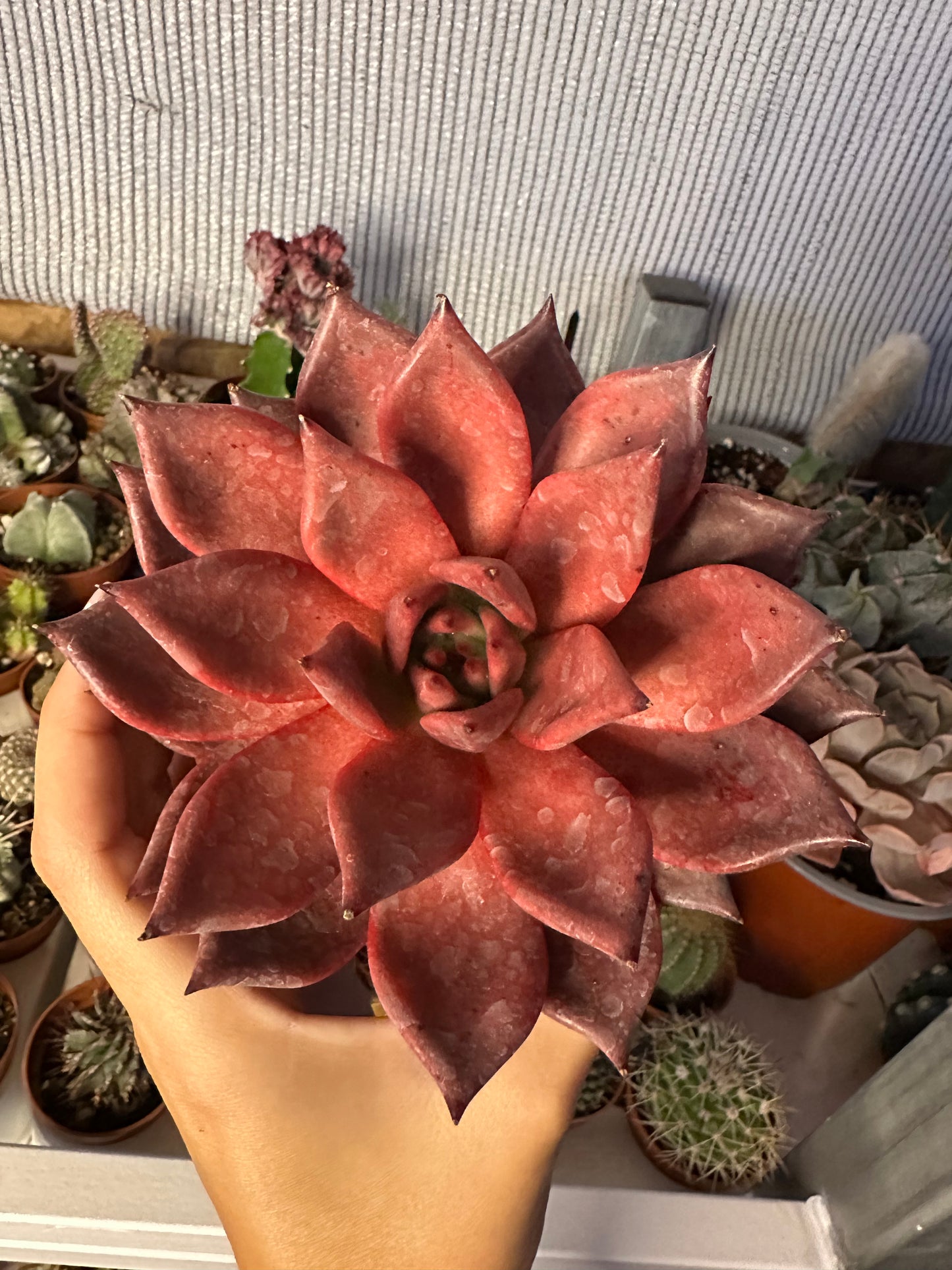 Echeveria agavoides ‘Atlas’